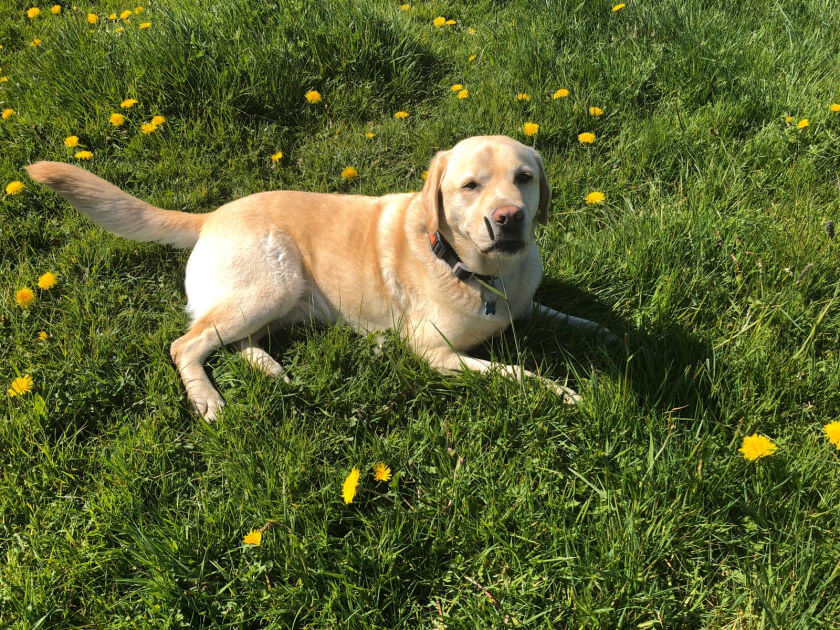 Photo of a dog named Blue at Green Meadow Dog Day Care