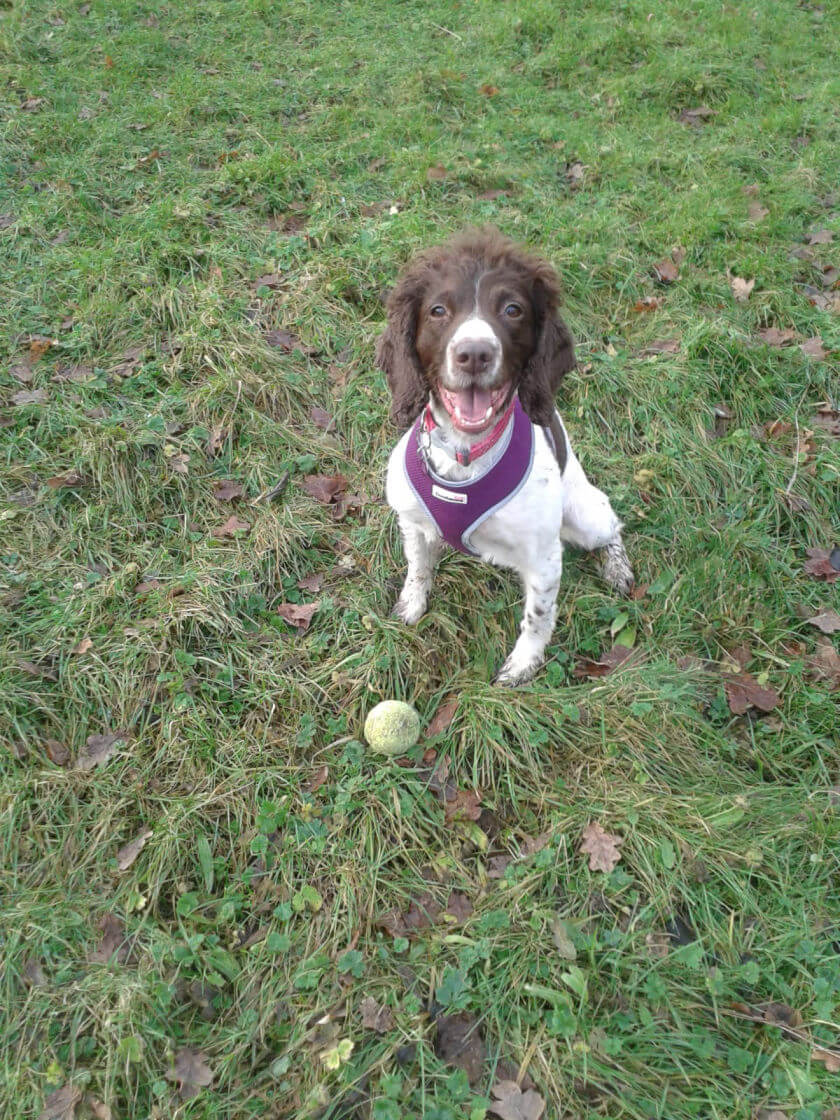 Photo of a dog named Gypsy at Green Meadow Dog Day Care